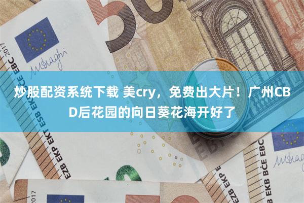 炒股配资系统下载 美cry，免费出大片！广州CBD后花园的向日葵花海开好了